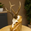 Rehgeweih abnormes Reh Gehörn Bock Rehgehörn Geweih Schild 609.99
