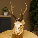 Rehgeweih abnormes Reh Gehörn Bock Rehgehörn Geweih Schild 609.99