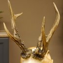Rehgeweih abnormes Reh Gehörn Bock Rehgehörn Geweih Schild 609.99