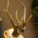 Rehgeweih abnormes Reh Gehörn Bock Rehgehörn Geweih Schild 609.99