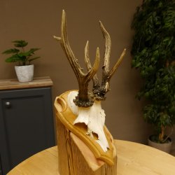 Rehgeweih abnormes Reh Gehörn Bock Rehgehörn Geweih Schild 609.99