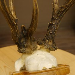 Rehgeweih abnormes Reh Gehörn Bock Rehgehörn Geweih Schild 609.99