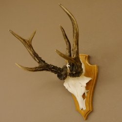 Rehgeweih abnormes Reh Gehörn Bock Rehgehörn Geweih Schild 609.99