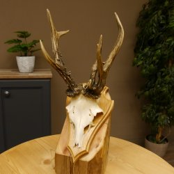 Rehgeweih abnormes Reh Gehörn Bock Rehgehörn Geweih Schild 609.99