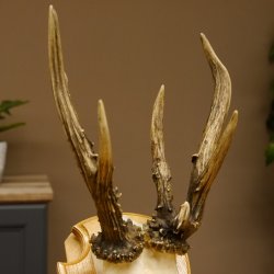 Rehgeweih abnormes Reh Gehörn Bock Rehgehörn Geweih Schild 609.99