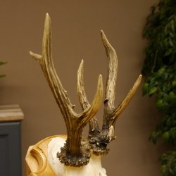 Rehgeweih abnormes Reh Gehörn Bock Rehgehörn Geweih Schild 609.99