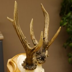 Rehgeweih abnormes Reh Gehörn Bock Rehgehörn Geweih Schild 609.99