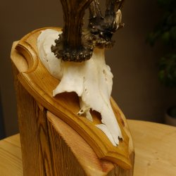 Rehgeweih abnormes Reh Gehörn Bock Rehgehörn Geweih Schild 609.99