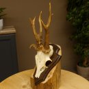 Rehgeweih abnormes Reh Gehörn Bock Rehgehörn Geweih Schild 609.100