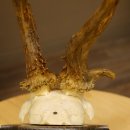 Rehgeweih abnormes Reh Gehörn Bock Rehgehörn Geweih Schild 609.100