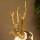 Rehgeweih abnormes Reh Gehörn Bock Rehgehörn Geweih Schild 609.100