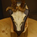 Rehgeweih abnormes Reh Gehörn Bock Rehgehörn Geweih Schild 609.100