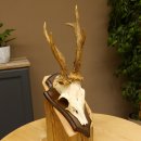 Rehgeweih abnormes Reh Gehörn Bock Rehgehörn Geweih Schild 609.100