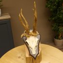 Rehgeweih abnormes Reh Gehörn Bock Rehgehörn Geweih Schild 609.100