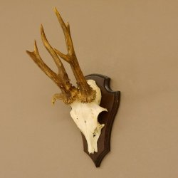 Rehgeweih abnormes Reh Gehörn Bock Rehgehörn Geweih Schild 609.100