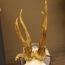 Rehgeweih abnormes Reh Gehörn Bock Rehgehörn Geweih Schild 609.100