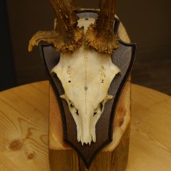 Rehgeweih abnormes Reh Gehörn Bock Rehgehörn Geweih Schild 609.100