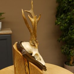 Rehgeweih abnormes Reh Gehörn Bock Rehgehörn Geweih Schild 609.100