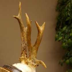 Rehgeweih abnormes Reh Gehörn Bock Rehgehörn Geweih Schild 609.100