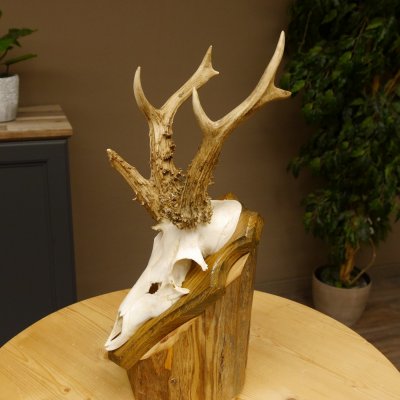 Rehgeweih abnormes Reh Gehörn Bock Rehgehörn Geweih Schild 609.101