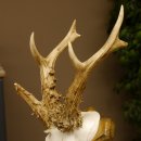 Rehgeweih abnormes Reh Gehörn Bock Rehgehörn Geweih Schild 609.101