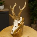 Rehgeweih abnormes Reh Gehörn Bock Rehgehörn Geweih Schild 609.101