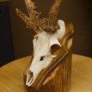 Rehgeweih abnormes Reh Gehörn Bock Rehgehörn Geweih Schild 609.101