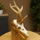 Rehgeweih abnormes Reh Gehörn Bock Rehgehörn Geweih Schild 609.101