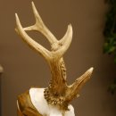 Rehgeweih abnormes Reh Gehörn Bock Rehgehörn Geweih Schild 609.101