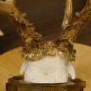 Rehgeweih abnormes Reh Gehörn Bock Rehgehörn Geweih Schild 609.101