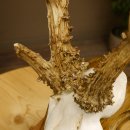 Rehgeweih abnormes Reh Gehörn Bock Rehgehörn Geweih Schild 609.101