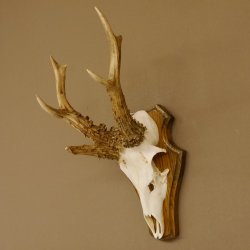 Rehgeweih abnormes Reh Gehörn Bock Rehgehörn Geweih Schild 609.101