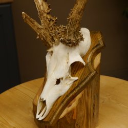 Rehgeweih abnormes Reh Gehörn Bock Rehgehörn Geweih Schild 609.101