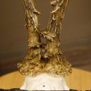 Rehgeweih abnormes Reh HL bis 23,8 cm, RU 14,8 cm Gehörn Bock Rehgehörn Geweih Schild 609.102