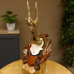 Rehgeweih abnormes Reh HL bis 23,8 cm, RU 14,8 cm Gehörn Bock Rehgehörn Geweih Schild 609.102