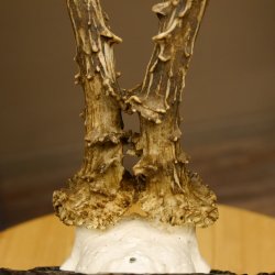 Rehgeweih abnormes Reh HL bis 23,8 cm, RU 14,8 cm Gehörn Bock Rehgehörn Geweih Schild 609.102
