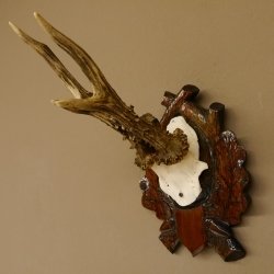 Rehgeweih abnormes Reh HL bis 23,8 cm, RU 14,8 cm Gehörn Bock Rehgehörn Geweih Schild 609.102