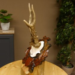 Rehgeweih abnormes Reh HL bis 23,8 cm, RU 14,8 cm Gehörn Bock Rehgehörn Geweih Schild 609.102