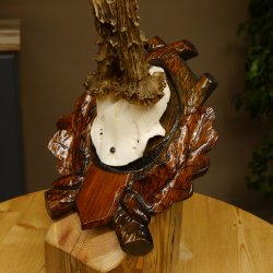 Rehgeweih abnormes Reh HL bis 23,8 cm, RU 14,8 cm Gehörn Bock Rehgehörn Geweih Schild 609.102