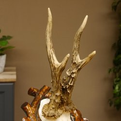 Rehgeweih abnormes Reh HL bis 23,8 cm, RU 14,8 cm Gehörn Bock Rehgehörn Geweih Schild 609.102