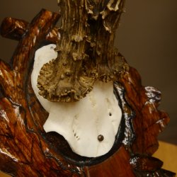 Rehgeweih abnormes Reh HL bis 23,8 cm, RU 14,8 cm Gehörn Bock Rehgehörn Geweih Schild 609.102