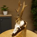 Rehbock abnormes Reh Bock Geweih Rehgeweih auf...