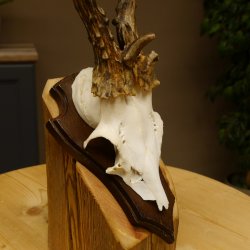 Rehbock abnormes Reh Bock Geweih Rehgeweih auf Trophäenschild 608.129