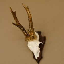 Rehbock abnormes Reh Bock Geweih Rehgeweih auf Trophäenschild 608.129
