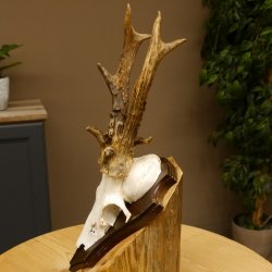 Rehbock abnormes Reh Bock Geweih Rehgeweih auf Trophäenschild 608.129