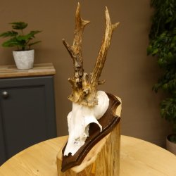 Rehbock abnormes Reh Bock Geweih Rehgeweih auf Trophäenschild 608.129