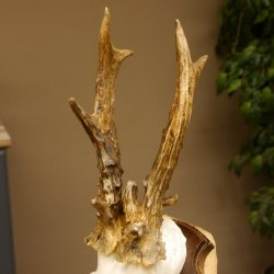 Rehbock abnormes Reh Bock Geweih Rehgeweih auf Trophäenschild 608.129