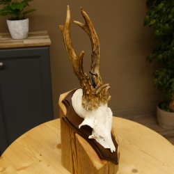 Rehbock abnormes Reh Bock Geweih Rehgeweih auf Trophäenschild 608.129