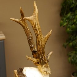 Rehbock abnormes Reh Bock Geweih Rehgeweih auf Trophäenschild 608.129