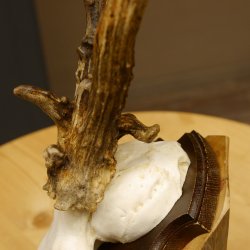 Rehbock abnormes Reh Bock Geweih Rehgeweih auf Trophäenschild 608.129